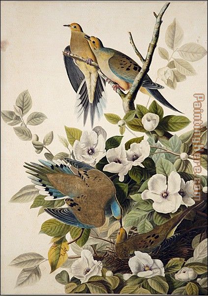 Carolina Pigeon, Mourning Dove painting - John James Audubon Carolina Pigeon, Mourning Dove art painting